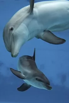 Bottlenose Dolphin - two swimming underwater together