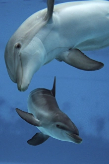 Images Dated 23rd August 2007: Bottlenose Dolphin - two swimming underwater together