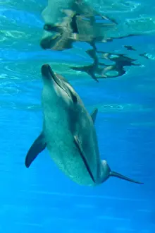 Bottlenose Dolphin - Swimming underwater