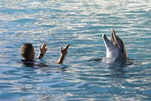 Bottlenose Dolphin - with trainer in pool