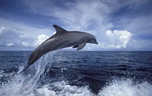 Whales And Dolphin Prints: Bottlenose dolphin Tursiops truncatus Carribean