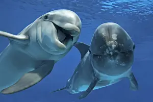 Rissos Prints: Bottlenose Dolphin (Tursiops truncatus) and Risso's Dolphin swimming underwater