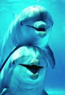 Smiling Gallery: Bottlenose DOLPHIN - two, facing, one on top of the other