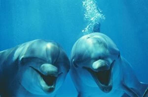 Bottlenose Dolphin - two, smiling