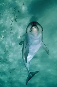 Bottlenose Prints: Bottlenose Dolphin - underside view with bubbles from blowhole