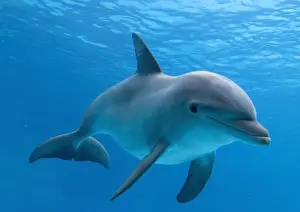 Dolphin Prints: Bottlenose dolphin - underwater