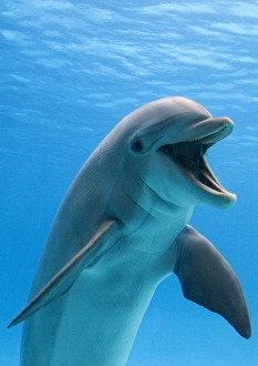 Bottlenose dolphins - playing underwater