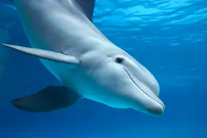 Dolphin Prints: Bottlenose dolphin - underwater