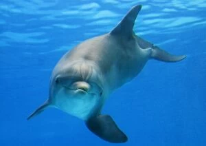 Bottlenose dolphin - underwater