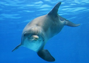 Bottlenose dolphins - playing underwater