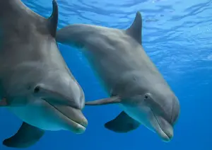 Bottlenose dolphin - underwater