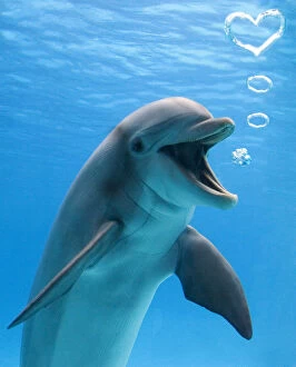 Bubble Gallery: Bottlenose dolphin, underwater, blowing heart shaped
