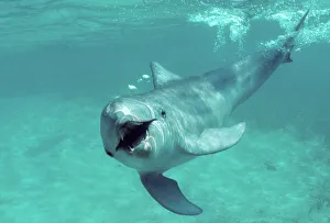 Central America Collection: Bottlenose dolphin - underwater Carribean. Off Roatan Island, Honduras, Central America