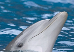 Bottlenose Dolphin - at surface