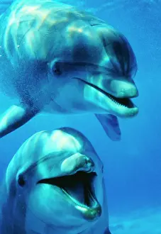Dolphin Prints: Bottlenose Dolphin - x2