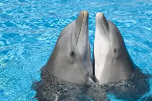 Bottlenose dolphins - 2 together with noses out of the water