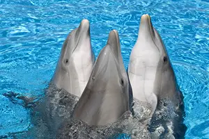 Dancing Prints: Bottlenose Dolphins - 3 together with noses out of the water
