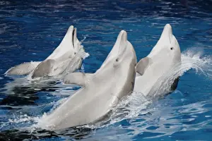 Bottlenose dolphins - 3 together swimming backwards