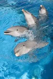Bottlenose Dolphins - 4 together with noses out of the water