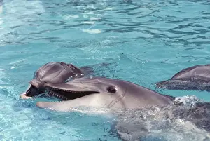 Bottlenose Dolphins