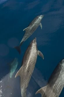 Images Dated 16th February 2009: Bottlenose Dolphins - Baja California - Mexico
