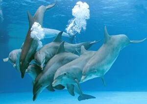 Blowing Gallery: Bottlenose dolphins - blowing air bubbles underwater