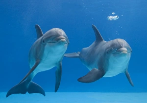 Bottlenose dolphin - blowing air bubble