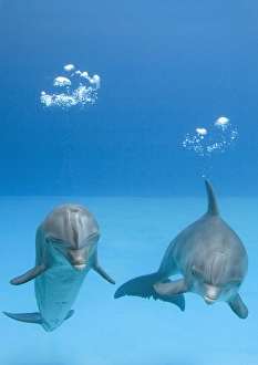 Bottlenose Dolphin - at surface