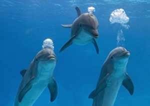 Bottlenose dolphin - blowing air bubble