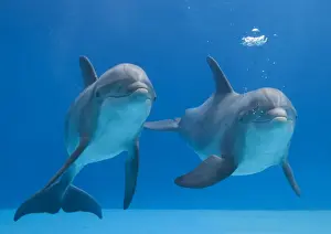 Blowing Prints: Bottlenose dolphins - blowing air bubbles underwater