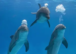 Bottlenose dolphins - blowing air bubbles underwater