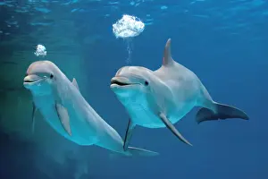 Bottlenose dolphins - blowing air bubbles underwater