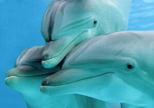 Curiosity Collection: Bottlenose dolphins - three close-up of heads underwater
