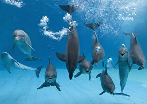Breathing Collection: Bottlenose dolphins - dancing and blowing air underwater