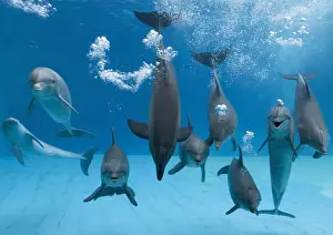 Bottlenose dolphins - dancing and blowing air underwater