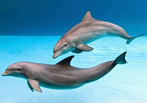 Bottlenose dolphins - playing underwater
