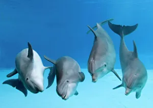 Bottlenose dolphins - four dancing underwater Bottlenose dolphins - four dancing underwater