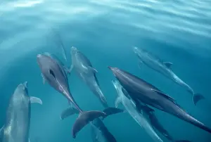 Marine Prints: Bottlenose Dolphins FG 7457 A pod of dolphins swimming just beneath surface Tursiops truncatus © Francois Gohier