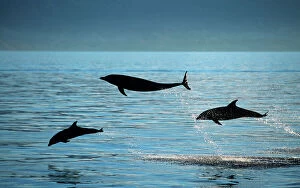 Bottlenose Dolphins - Group of three leaping