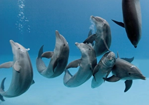 Bottlenose dolphins - playing underwater