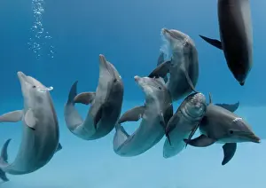 Breathing Prints: Bottlenose dolphins -group playing / dancing underwater