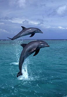BOTTLENOSE DOLPHINS - two leaping out of water