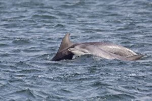 Images Dated 29th March 2012: Bottlenose Dolphins - Moray Firth, Scotland, UK