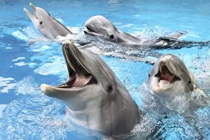 Images Dated 21st March 2010: Bottlenose Dolphins - with mouths open above surface - Risso's Dolphin (Grampus griseus)