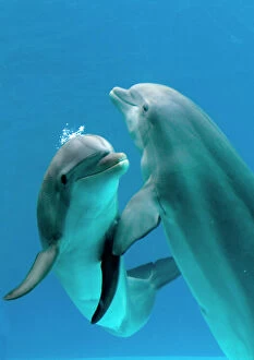 Face To Face Collection: Bottlenose dolphins - pair dancing underwater