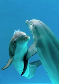 Face To Face Collection: Bottlenose dolphins - pair dancing underwater