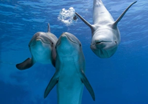 Bottlenose dolphins - three playing underwater Bottlenose dolphins - three playing underwater