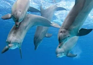 Diving Collection: Bottlenose dolphins - playing underwater