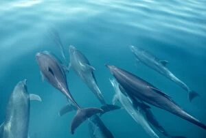 Bottlenose Dolphins - A pod of dolphins swimming just beneath surface