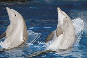 Bottlenosed Dolphin - Leaping from water